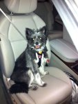 Bailey in seatbelt.jpg