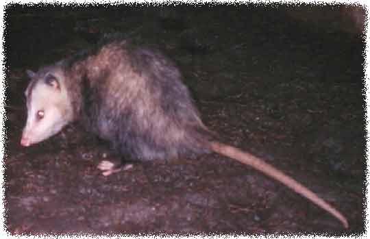 opossum.jpg